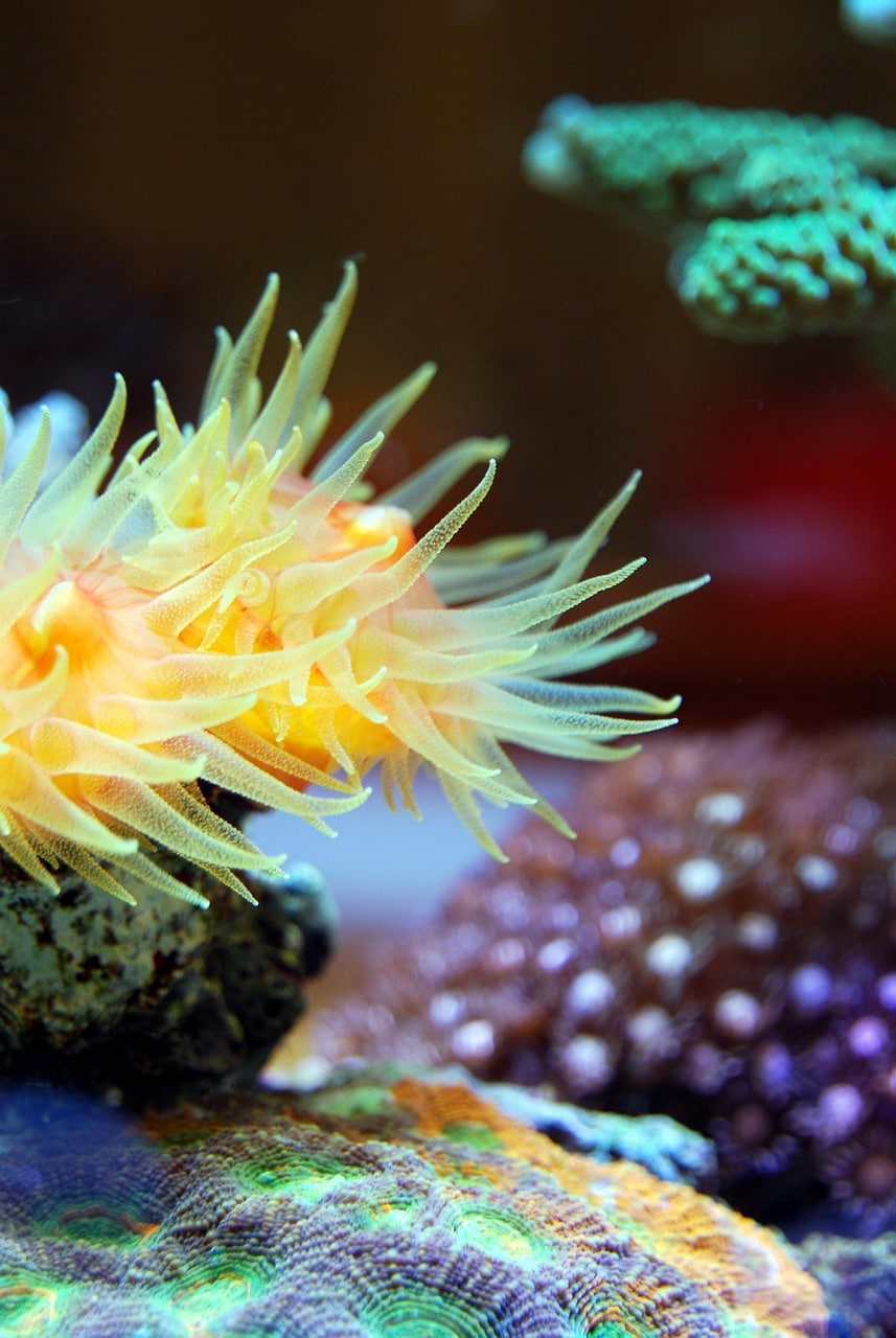 Aquarium