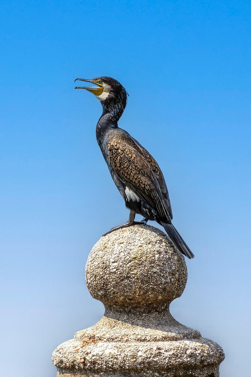 Cormoran